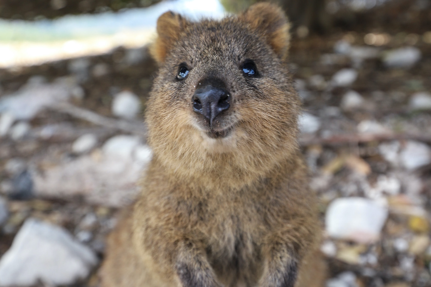 Australia Rottnest Island - Meet the smiley quokkas - TheJumpingSheep