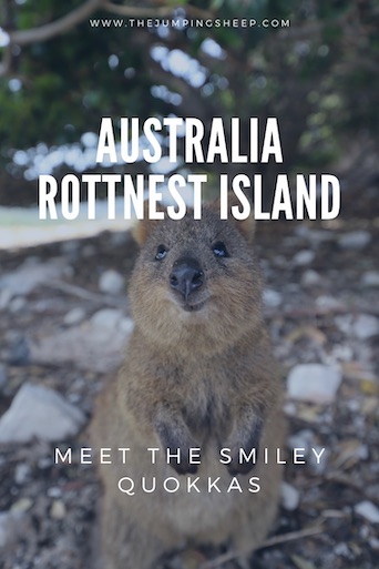 Australia Rottnest Island - Meet the smiley quokkas - TheJumpingSheep